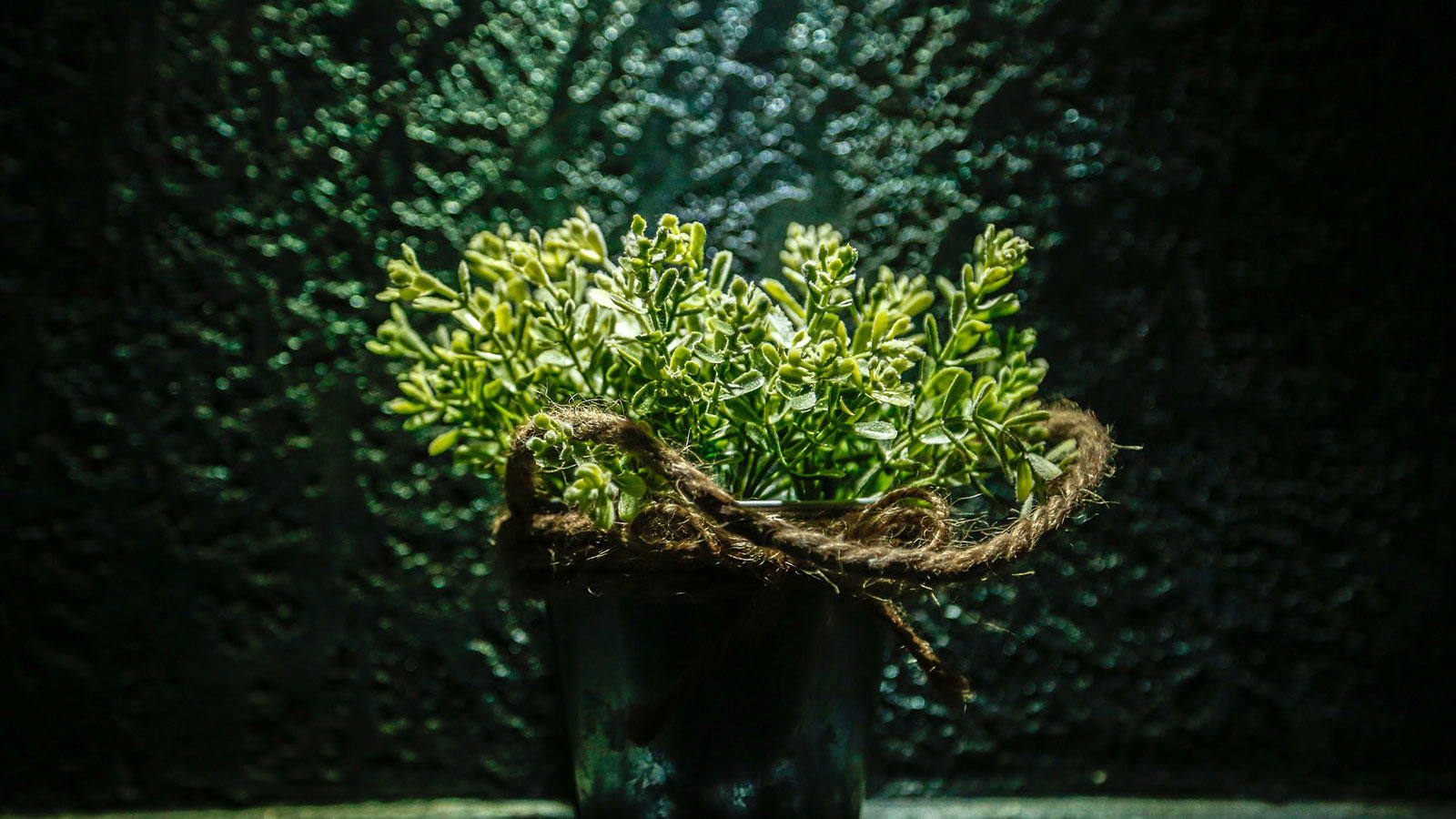 potted-flower1600x900